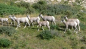 PICTURES/Glacier Critters/t_Mountain Sheep1.JPG